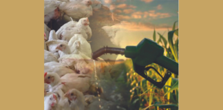 Rising Feed Costs: How Ethanol By-Product DDGS is Saving Poultry Farmers’ Profits
