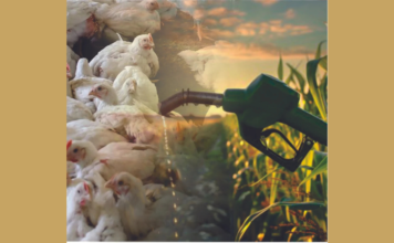 Rising Feed Costs: How Ethanol By-Product DDGS is Saving Poultry Farmers’ Profits