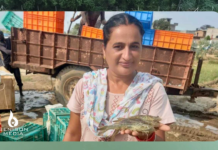 Where Wheat Failed, Shrimp Thrived: Rupinder Kaur’s Success Story