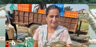 Where Wheat Failed, Shrimp Thrived: Rupinder Kaur’s Success Story