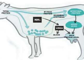 Escalating Feed Costs Demand a Smarter Protein Strategy