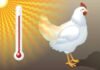Economic Impact of Heat Stress in Poultry Production