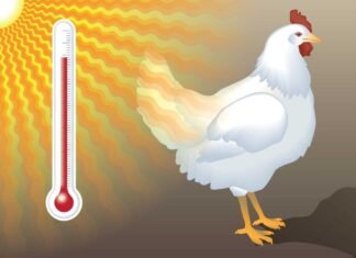 Economic Impact of Heat Stress in Poultry Production