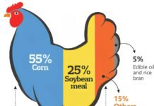 Escalating Feed Costs Demand a Smarter Protein Strategy