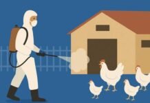 Partial Biosecurity Better Than No Security in Preventing HPAI