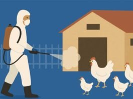 Partial Biosecurity Better Than No Security in Preventing HPAI