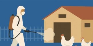 Partial Biosecurity Better Than No Security in Preventing HPAI