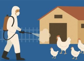 Partial Biosecurity Better Than No Security in Preventing HPAI
