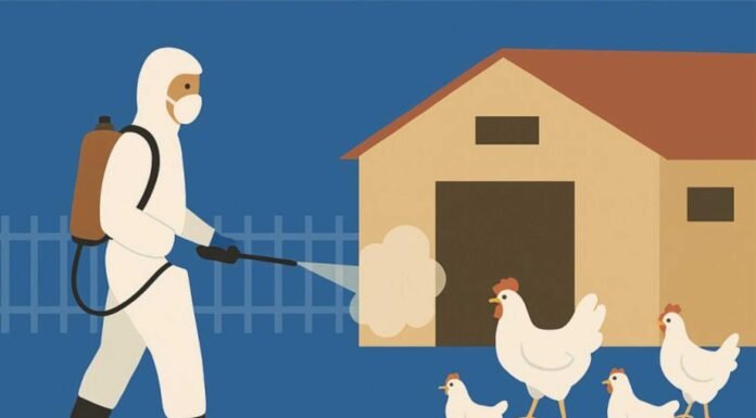 Partial Biosecurity Better Than No Security in Preventing HPAI