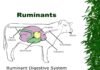 Maximising Milk Yield and Milk Quality in Dairy Cows