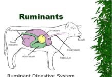 Maximising Milk Yield and Milk Quality in Dairy Cows