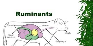 Maximising Milk Yield and Milk Quality in Dairy Cows