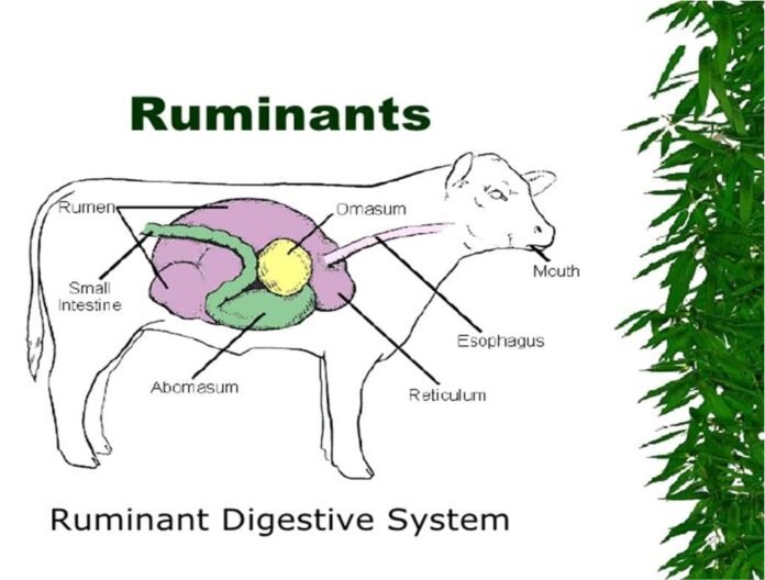 rumin