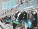 Smart Farming, Sustainable Future