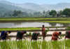 India Maps El Nino Risks: 2026 Monsoon Strategy Leverages Historical Crop Data