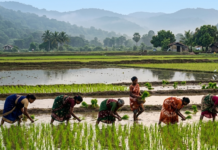 India Maps El Nino Risks: 2026 Monsoon Strategy Leverages Historical Crop Data