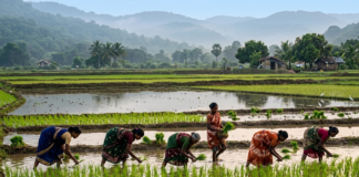 India Maps El Nino Risks: 2026 Monsoon Strategy Leverages Historical Crop Data