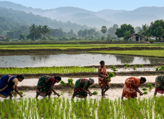 India Maps El Nino Risks: 2026 Monsoon Strategy Leverages Historical Crop Data