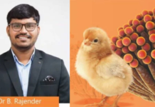 Guarding the Flock: Evidence-Based Strategies for Mycotoxin Control in Poultry Production