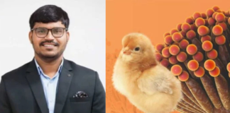 Guarding the Flock: Evidence-Based Strategies for Mycotoxin Control in Poultry Production