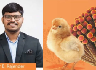 Guarding the Flock: Evidence-Based Strategies for Mycotoxin Control in Poultry Production