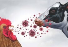 Scientists Decode Why H5N1 Bird Flu Targets Dairy Cow Udders Instead of Lungs