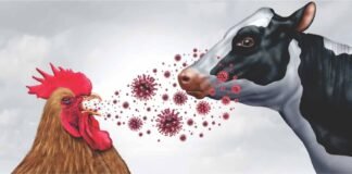 Scientists Decode Why H5N1 Bird Flu Targets Dairy Cow Udders Instead of Lungs
