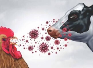 Scientists Decode Why H5N1 Bird Flu Targets Dairy Cow Udders Instead of Lungs