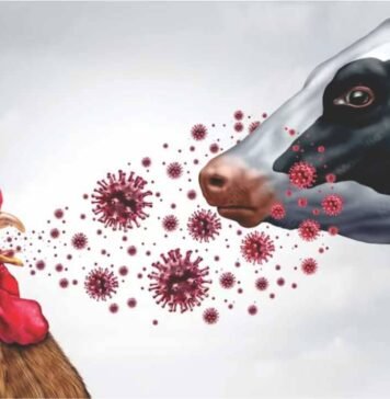 Scientists Decode Why H5N1 Bird Flu Targets Dairy Cow Udders Instead of Lungs