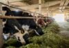 Silage Adoption Transforms Dairy Feeding Practices in Punjab