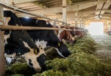 Silage Adoption Transforms Dairy Feeding Practices in Punjab
