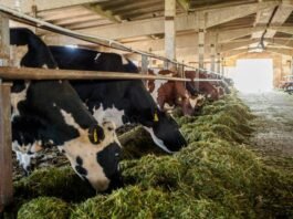 Silage Adoption Transforms Dairy Feeding Practices in Punjab