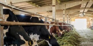 Silage Adoption Transforms Dairy Feeding Practices in Punjab