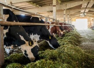 Silage Adoption Transforms Dairy Feeding Practices in Punjab