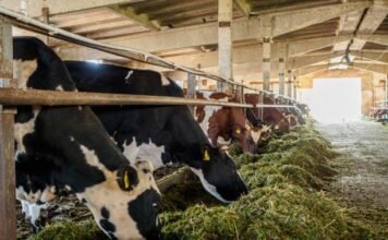 Silage Adoption Transforms Dairy Feeding Practices in Punjab