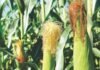 PAU Launches Hybrid Maize PMH 17 to Promote Crop Diversification and Save Groundwater