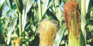 PAU Launches Hybrid Maize PMH 17 to Promote Crop Diversification and Save Groundwater