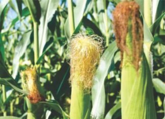 PAU Launches Hybrid Maize PMH 17 to Promote Crop Diversification and Save Groundwater