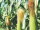 PAU Launches Hybrid Maize PMH 17 to Promote Crop Diversification and Save Groundwater