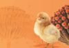 Guarding the Flock: Evidence-Based Strategies for Mycotoxin Control in Poultry Production