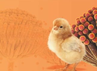 Guarding the Flock: Evidence-Based Strategies for Mycotoxin Control in Poultry Production