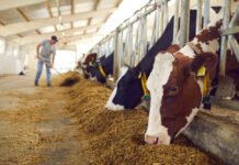 ILRI–Innoterra Partnership to Convert Crop Residues into Sustainable Livestock Feed