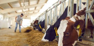 ILRI–Innoterra Partnership to Convert Crop Residues into Sustainable Livestock Feed
