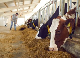 ILRI–Innoterra Partnership to Convert Crop Residues into Sustainable Livestock Feed