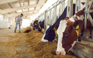 ILRI–Innoterra Partnership to Convert Crop Residues into Sustainable Livestock Feed