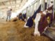 ILRI–Innoterra Partnership to Convert Crop Residues into Sustainable Livestock Feed