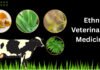 Ethno-Veterinary Medicine: India’s Path to Responsible Antibiotic Use