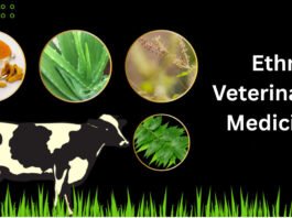 Ethno-Veterinary Medicine: India’s Path to Responsible Antibiotic Use