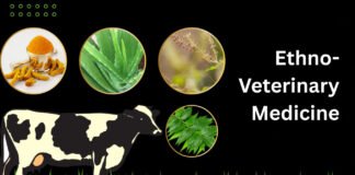 Ethno-Veterinary Medicine: India’s Path to Responsible Antibiotic Use