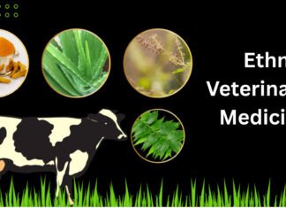 Ethno-Veterinary Medicine: India’s Path to Responsible Antibiotic Use